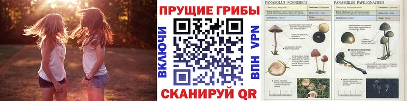 Купить закладки  Гай  Галлюциногенные грибы Cubensis 